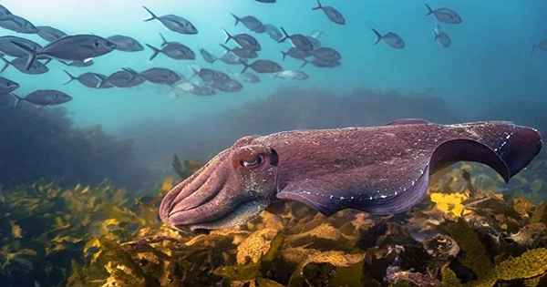 Ocean Photographer of the Year 2022 Winners Included Sea Snake Mating and Octopus Skirts