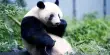 Panda Award Winners Announced by The “Green Oscars”