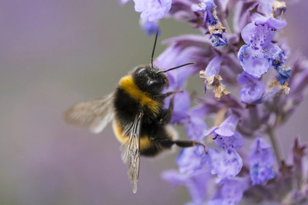 Plant-Health-is-at-Risk-from-Ozone-Pollution-and-Pollinators-have-a-Difficult-Time-finding-Flowers-1