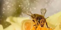 Plant Health is at Risk from Ozone Pollution, and Pollinators have a Difficult Time finding Flowers