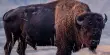 Scientists Ate a 50,000-Year-Old Bison in a Stew in 1984