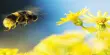 The Most Common Pesticide in the World Reduces the Color Vision of Bumblebees
