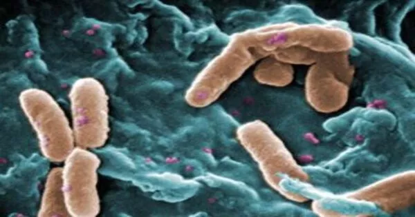 A New Anti-antibiotic-resistant Bacteria Weapon