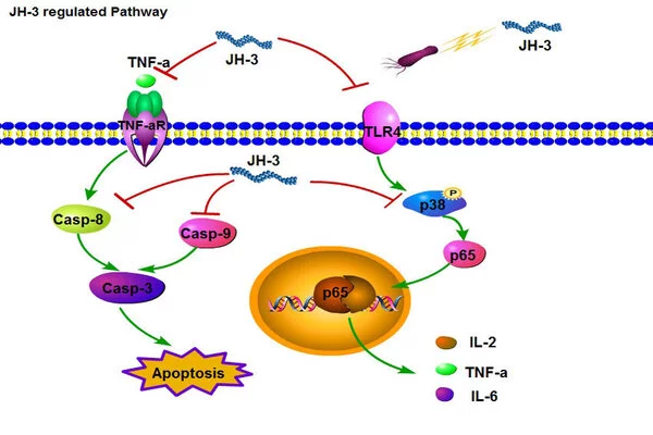 A-New-Antimicrobial-Peptide-Pathway-1