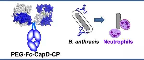 Antibiotic-resistant-Anthrax-Enzyme-Development-1