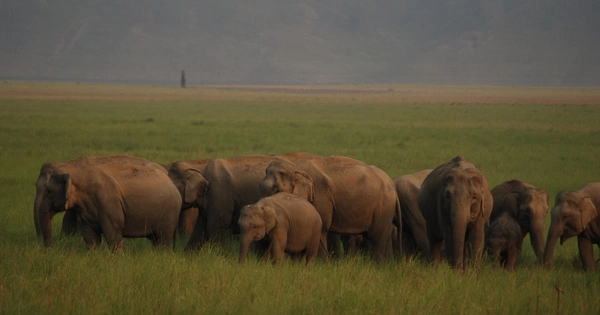 Asian-Elephants-favor-Habitats-near-Protected-Areas-Boundaries-1