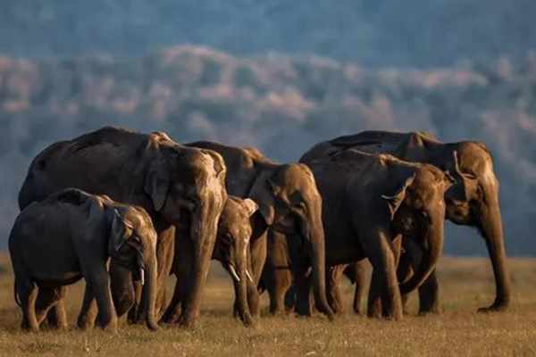 Asian Elephants favor Habitats near Protected Areas’ Boundaries