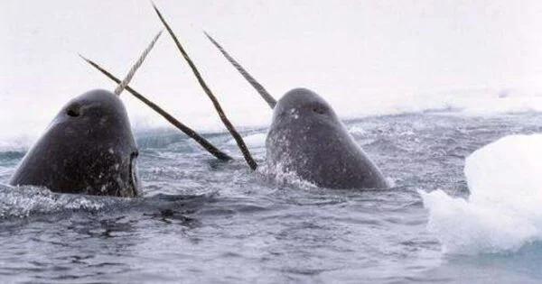 Bringing Order to the Narwhals’ Chaotic Behavior