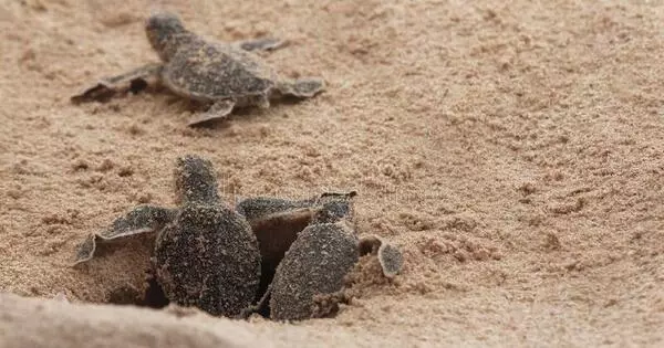Conservationists can Predict Nest Hatching Time using Sensor disguised as Sea Turtle Egg