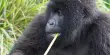 Consider this – Mountain Gorillas’ Personalized Health Care