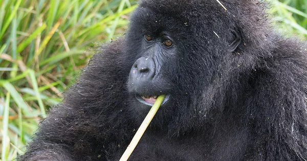 Consider this – Mountain Gorillas’ Personalized Health Care