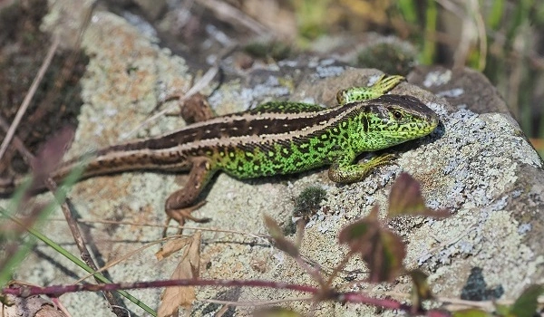 Discovering-previously-unknown-Evolutionary-Processes-of-Green-Lizards-in-the-Mediterranean-1