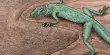 Discovering previously unknown Evolutionary Processes of Green Lizards in the Mediterranean