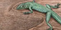 Discovering previously unknown Evolutionary Processes of Green Lizards in the Mediterranean