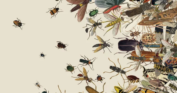 Entomologists Warn about how Insects will be affected by Climate Change