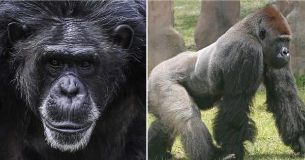 Evidence of Chimp and Gorilla Social Relationships