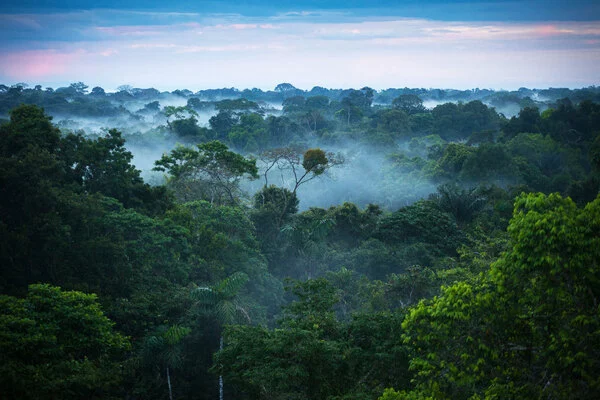 Forests-on-Protected-Indigenous-Lands-are-Healthier-1