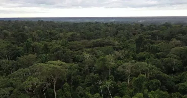 Forests on Protected Indigenous Lands are Healthier