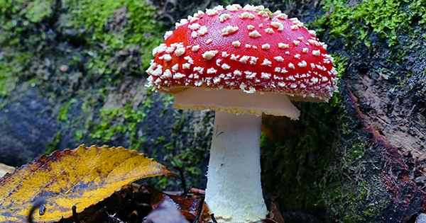 Genome Research Reveals a New Branch in the Evolution of Fungi