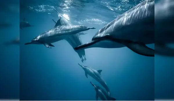 Giant-Blue-Whales-Dance-with-the-Wind-to-Find-Food-as-Revealed-by-Sound-1
