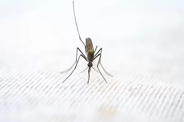 Malaria-Outbreak-linked-to-Amphibian-Extinction-1