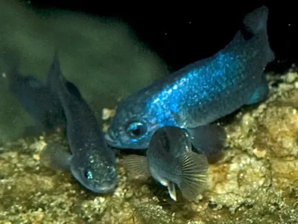 One-of-the-most-inbred-animals-is-the-endangered-Devils-Hole-pupfish-1