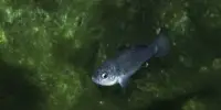 One of the most Inbred Animals is the Endangered Devils Hole Pupfish