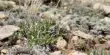 Rare Wyoming Sagebrush Species rely on Insect Pollination