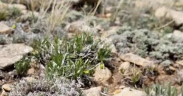 Rare Wyoming Sagebrush Species rely on Insect Pollination