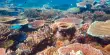 Researchers have discovered Broad Coral Disease Resistance Characteristics