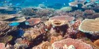 Researchers have discovered Broad Coral Disease Resistance Characteristics
