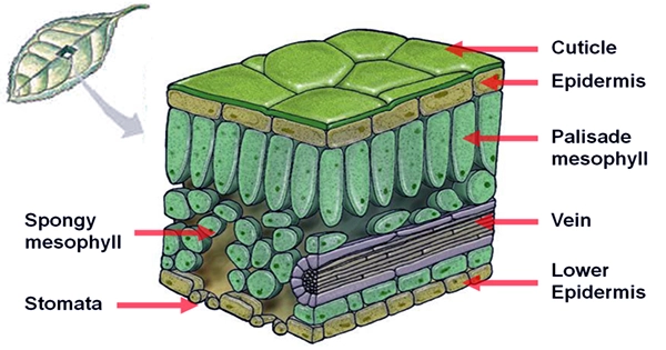 Structure-of-Epidermis-in-Plants-1