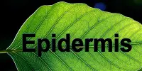 Structure of Epidermis in Plants