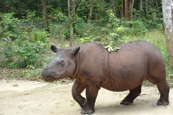 The-Last-Male-Sumatran-Rhinos-Stem-Cells-were-used-to-Create-Mini-Brains-1