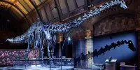 Titanosaur to Put Dippy in the Shade at Natural History Museum