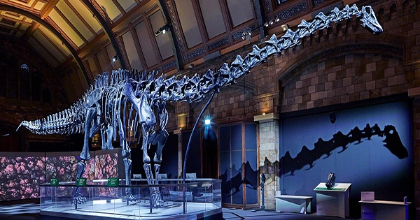 Titanosaur to Put Dippy in the Shade at Natural History Museum