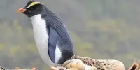 What causes Erect-crested Penguins to Reject their First Egg and Lay a Second?
