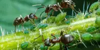 Ant Pupae Exude Fluid Called “Milk” to Feed Newborn Larvae