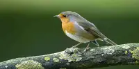 Bird Decrease in Wales is on the Rise