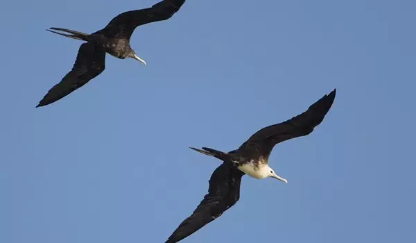 Bird-Flight-can-help-Predict-Turbulence-1