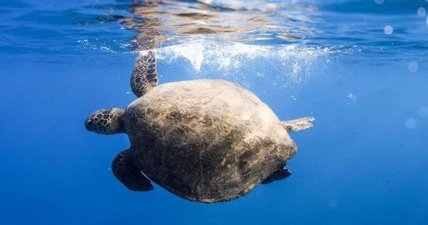 Cyprus Turtles rely on the Egyptian Lagoon