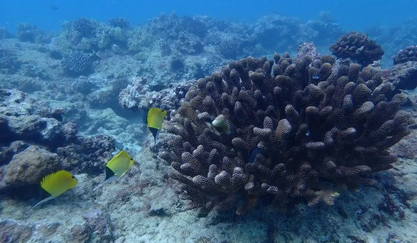 Forecasting-wave-Damage-to-Coral-Reefs-using-Climate-Models-is-Problematic-1