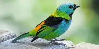 How Songbirds’ Eye-catching Colors Endanger Them