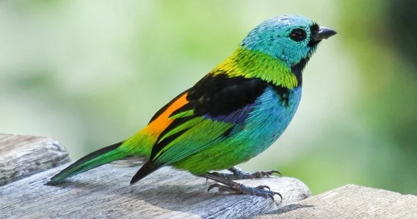 How Songbirds’ Eye-catching Colors Endanger Them