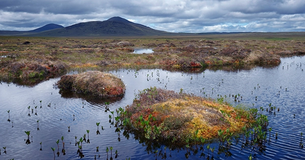 Low Marsh Emits More Carbon Dioxide as Temperatures Rise Than High Marsh