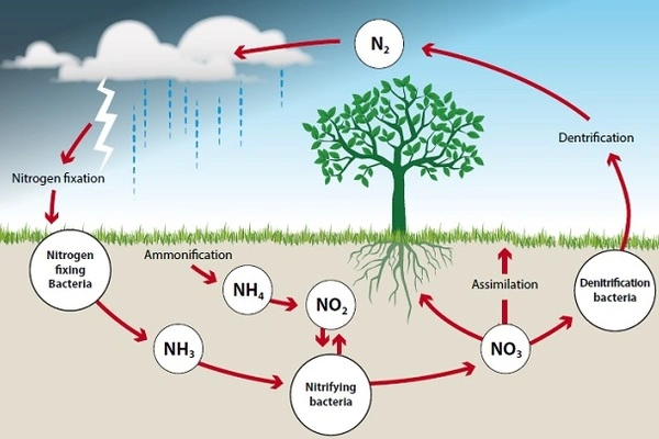 Microbes-are-Crucial-to-the-Nitrogen-Cycle-in-Soil-1