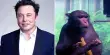 Neuralink, a Project by Elon Musk, “has Been Mutilating and killing Monkeys”