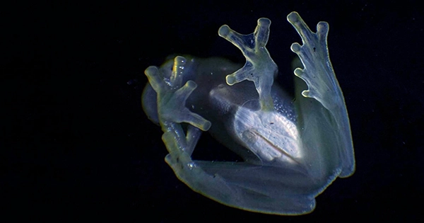 Reflective Lilies on Glassfrogs Provide Transparency