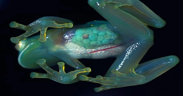 Reflective Lilies on Glassfrogs Provide Transparency
