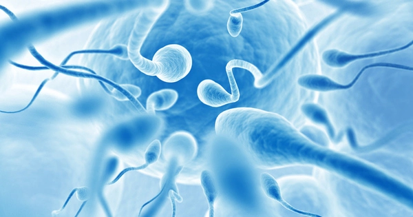 Scientists Discover New Sperm Cell Variations